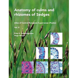 Anatomy of culms and rhizomes of sedges.